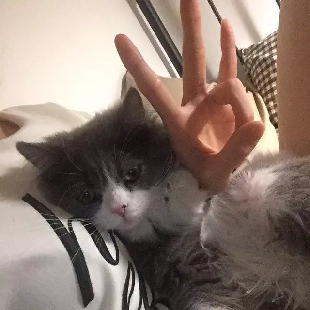 雷绿巧融