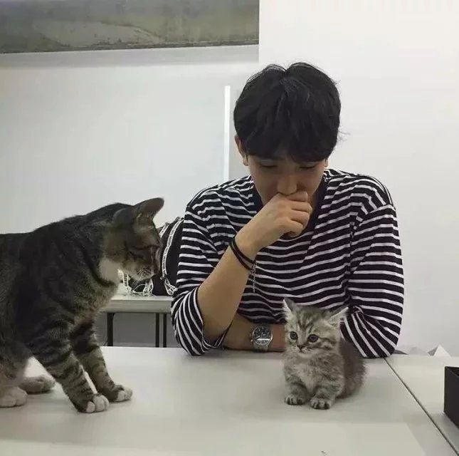 卫哲会雅